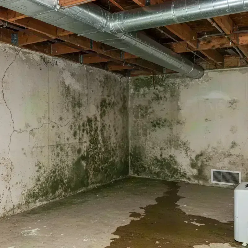 Professional Mold Removal in Federal Heights, CO